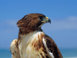 A Portrait of a Hawk