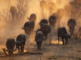 Cape Buffalo Herd Raising a Cloud of Dust