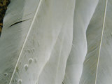 A Close View of Pelican Feathers