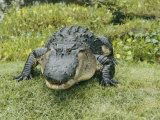 Buy An American Alligator with a Small Fish Hanging out of its Closed Mouth at AllPosters.com