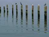 Buy Gulls Perched on Pilings at AllPosters.com