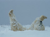 A Polar Bear (Ursus Maritimus) Rolls Through the Snow