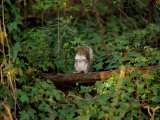 A Common Squirrel Perches on a Tree Limb