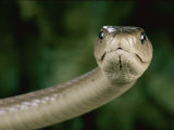 Buy Black Mamba Snake (Dendroaspis Polylepis Polylepis) at AllPosters.com