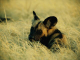 Buy Cape Hunting Dog Resting in the Grass at AllPosters.com