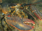 Close View of a Giant Lobster