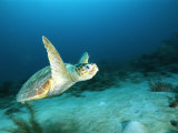 An Endangered Loggerhead Turtle with a Missing Right Rear Flipper
