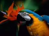 A Portrait of Henry the Macaw, Who Resided in National Geographics Explorers Hall for over 20 Years