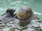 Buy A Walrus Plays Water Games with a Friendly California Sea Lion at AllPosters.com