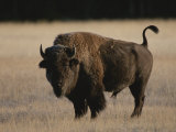Buy American Bison on Grassland at AllPosters.com