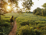 Buy A Cyclist Rides on a Trail Through a Soybean Field at AllPosters.com