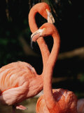 Two Captive Chilean Flamingos