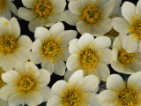 Flowers Dot the Arctic Landscape