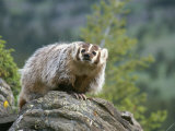 American Badger on Rock