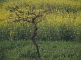Buy A View of a Mustard Field, Grown for the Oil, in the Southern Countryside of Rajasthan State at AllPosters.com