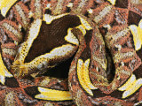 Rhinoceros Viper