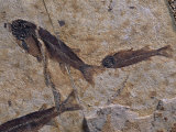 Fish Fossils Found at Sihetun, Liaoning Province, China