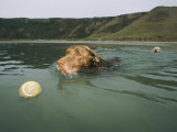 A Labrador Retriever Swims after a Tennis Ball with Another Retriever Following Behind