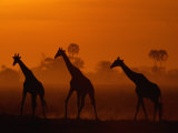 Buy Giraffes Silhouetted at Twilight at AllPosters.com