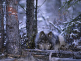Buy A Wolf (Canis Lupus) Crouches Behind a Fallen Branch at AllPosters.com