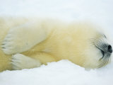 Close View of Sleeping Two-Day-Old Harp Seal Pup