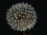 Buy Close-up of a Dandelion That Has Gone to Seed at AllPosters.com