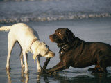 Two Labrador Retrievers Play with a Stick on a Beach