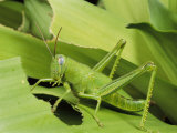 Grasshopper Eating a Leaf
