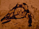 Earliest Known Bird Nestling Which Has Dinosaur-Like Skull and Teeth
