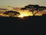 Buy Silhouetted Acacia Trees at Sunset at AllPosters.com