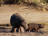 A Female Hippopotamus and Her Youngster Hang out at the Edge of a Pool
