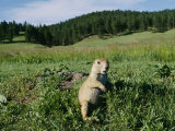 Black-Tailed Prairie Dog by its Burrow