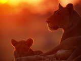 African Lions (Panthera Leo), Female and Cub at Twilight, with the Lioness Looking for Prey