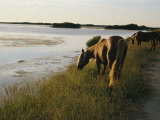 Chincoteague Ponies Graze on Marsh Grass