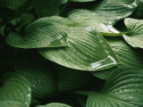 Buy Water Drops on Plant Leaves at AllPosters.com