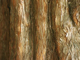 Buy Tree Bark at AllPosters.com