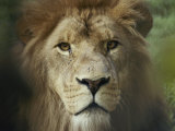 The Menacing Look of a Lion