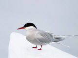 An Arctic Tern Perches on the Ice in Svalbard