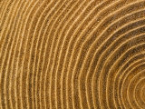 A Close View of Tree Rings