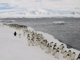 Buy Chin Strap Penguins March Along the Icy Coast of Antarctica at AllPosters.com