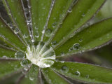 Buy A Close View of Water in a Lupine Leaf at AllPosters.com