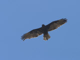 A Galapagos Hawk Soars Above Bartolome Island