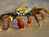 Buy A Sally Lightfoot Crab Crawls Along the Sandy Shore at AllPosters.com