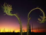 View at Twilight of a Boojum Tree in Baja