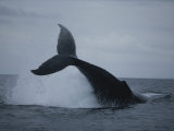 Breaching Humpback Whale