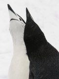 A Pair of Chinstrap Penguins in a Courtship Display
