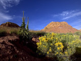 Desert Landscape with Rock Formations and Wildflowers