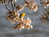 Prothonotary Warbler on a Blooming Cherry Tree Branch