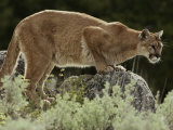 Mountain Lion Watches its Territory from a Rock