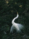 Great Egret Displays its Plumage
